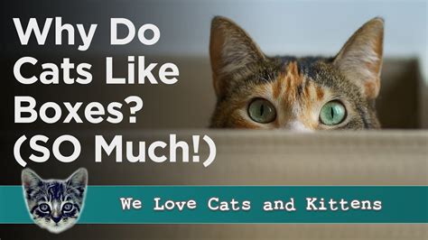 Why Does Cat Like My Bed