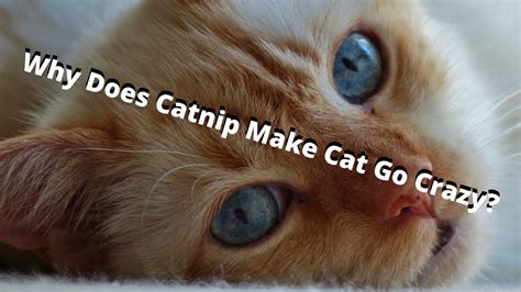 why does catnip make cats go crazy