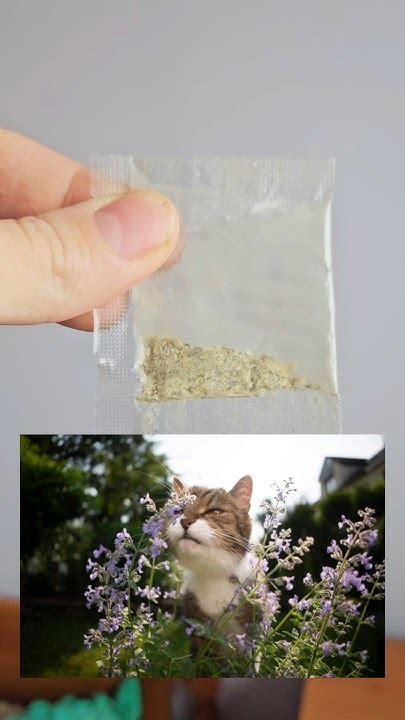 why does catnip make cats high