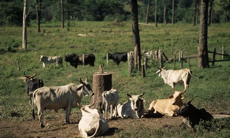 why does cattle ranching cause deforestation