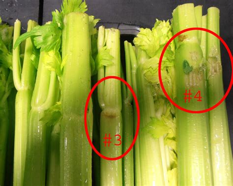 Why Does Celery Taste So Bad To Me