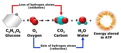 Why Does Cellular Respiration Produce Water And Carbon Dioxide