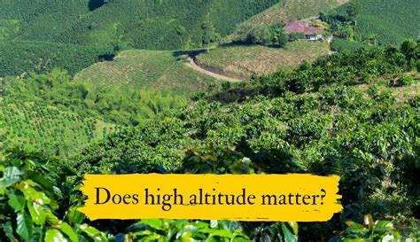 Why Does Coffee Grow At High Altitudes