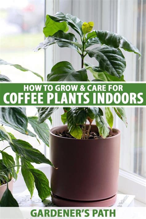 Why Does Coffee Help Plants Grow