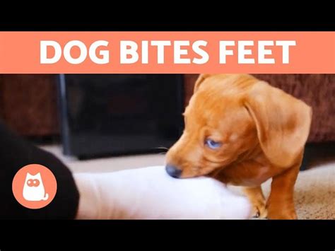 Why Does Dog Bite My Feet