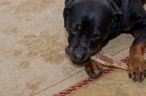 Why Does Dog Chew Rugs