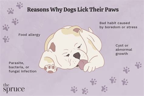 Why Does Dog Lick And Bite Paw