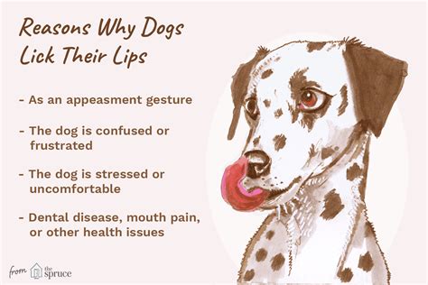 Why Does Dog Lick Its Lips