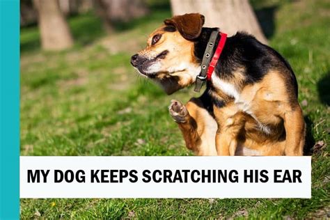 Why Does Dog Scratch His Ears