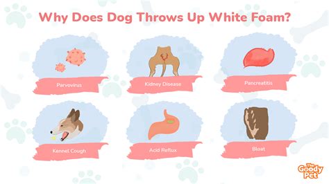 Why Does Dog Throw Up White Foam