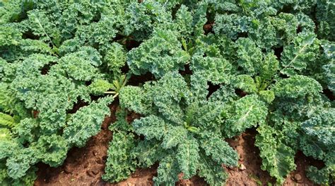 Why Does Kale Turn White