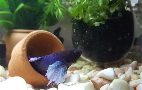 Why Does My Betta Fish Like To Hide