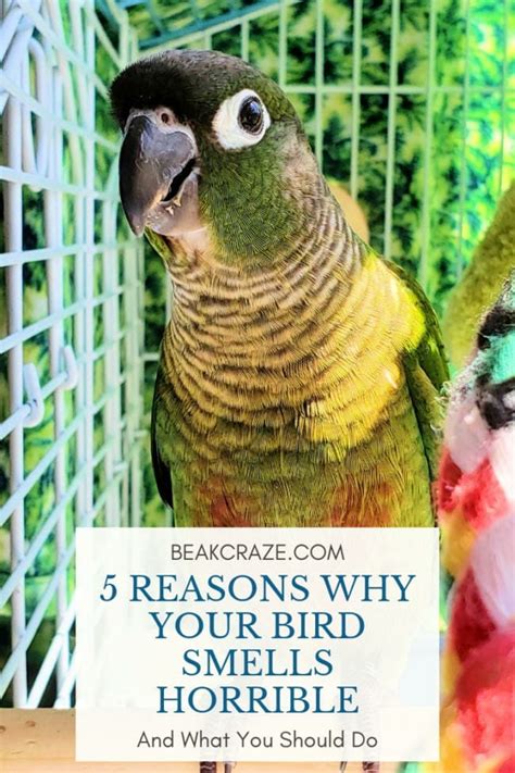 Why Does My Bird Smell