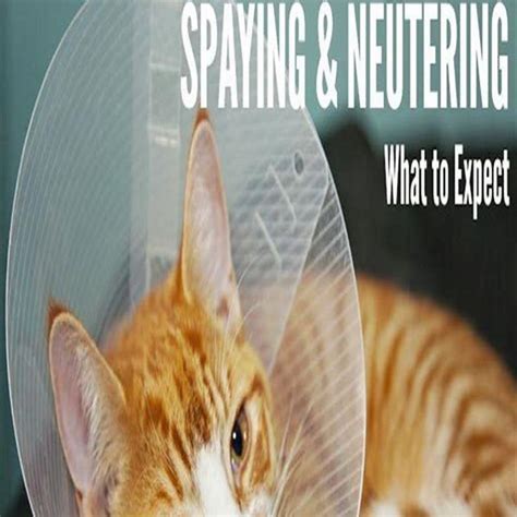 Why Does My Cat Act Different After Being Spayed