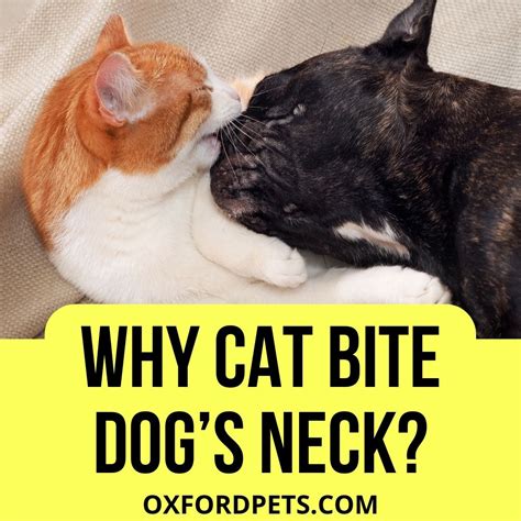 Why Does My Cat Bite My Dog