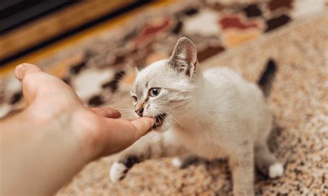 Why Does My Cat Bite My Shoulder