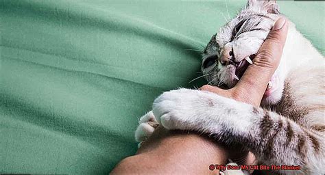 Why Does My Cat Bite Soft Blankets