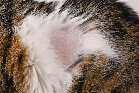 Why Does My Cat Chew On Her Tail