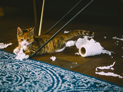 why does my cat chew on random stuff