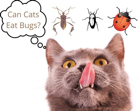 Why Does My Cat Eat June Bugs