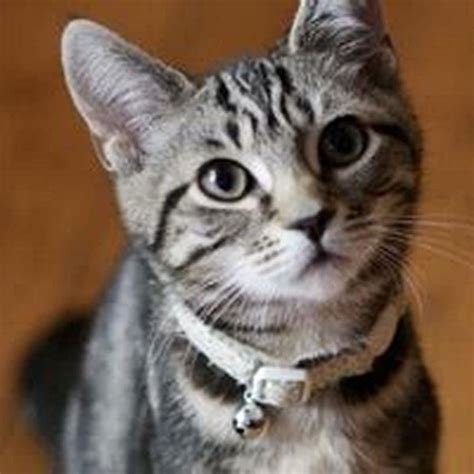 Why Does My Cat Hate Her Collar