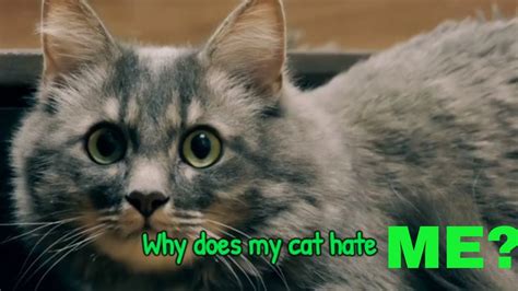 Why Does My Cat Hate Me Now