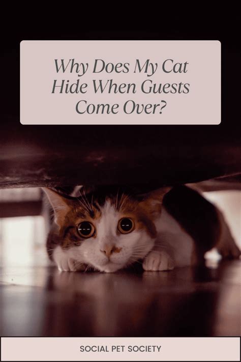 Why Does My Cat Hide When Guests Come Over