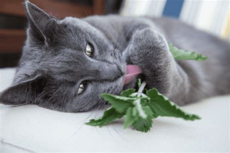 Why Does My Cat Just Eat Catnip