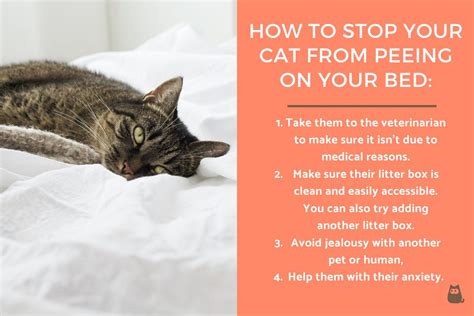 Why Does My Cat Keep Peeing On Bed