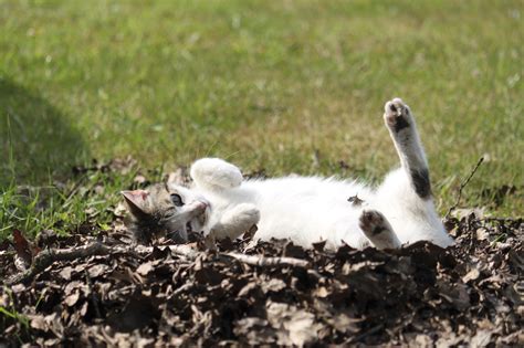 Why Does My Cat Keep Rolling On Me