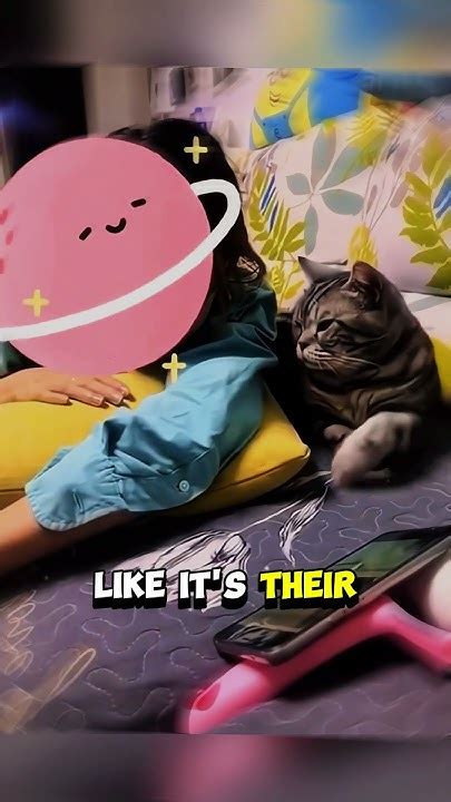 Why Does My Cat Keep Stealing Things