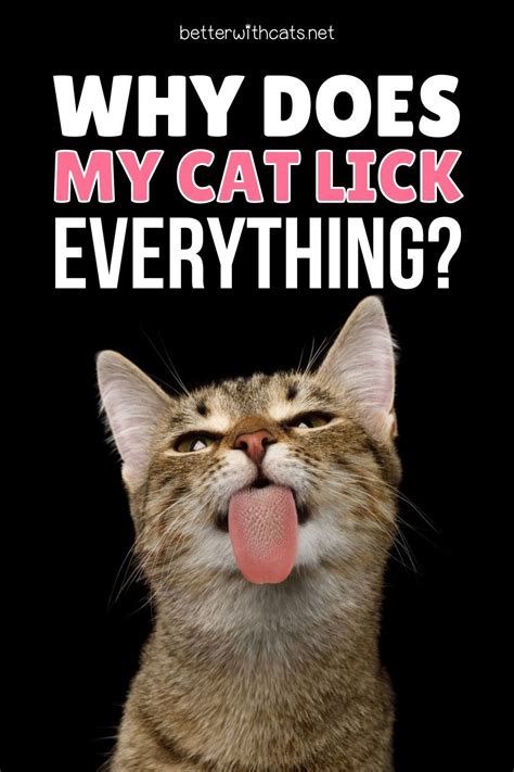 Why Does My Cat Lick The Sofa