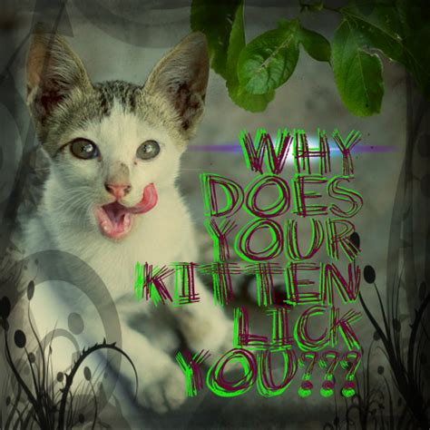 Why Does My Cat Lick Weird Things