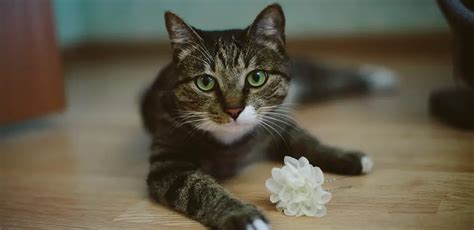 Why Does My Cat Like Bleach