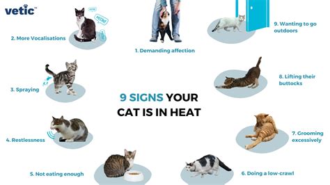 Discover 5 Insights why does my cat like warm things their warm desires