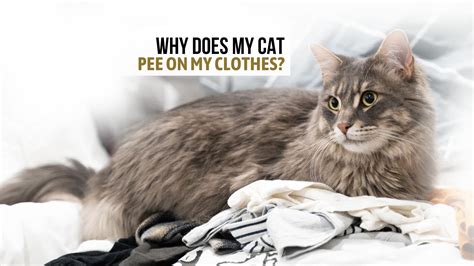 Why Does My Cat Pee On My Daughter's Clothes