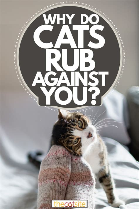 Why Does My Cat Rub Against Stuff