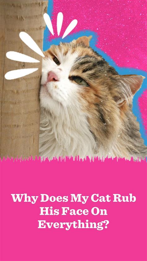 Why Does My Cat Rub On Catnip