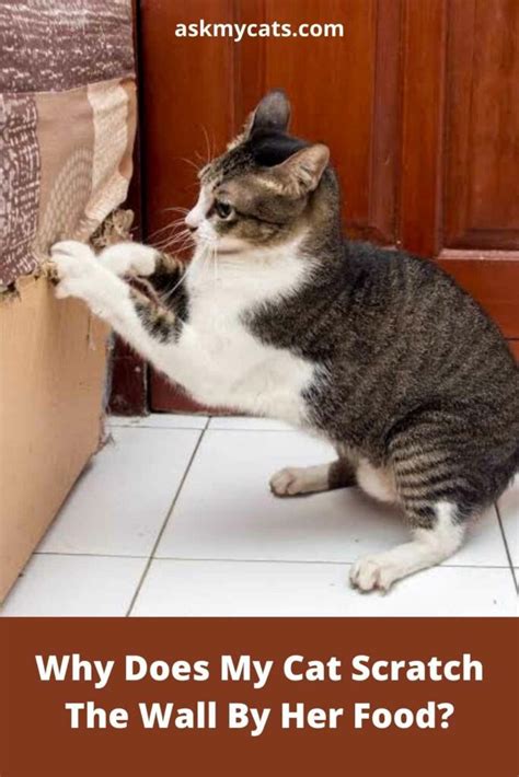 Why Does My Cat Scratch The Wall While Eating