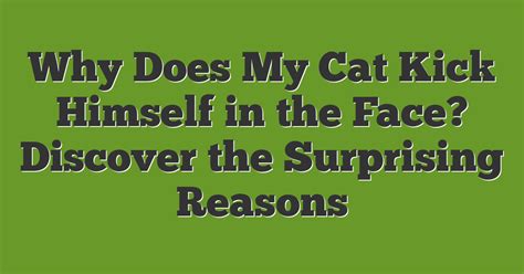 Why Does My Cat Throw Himself On Me