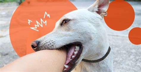 Why Does My Dog Bite Its Back