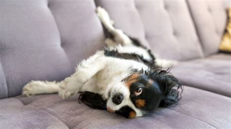 Why Does My Dog Get Disoriented At Night