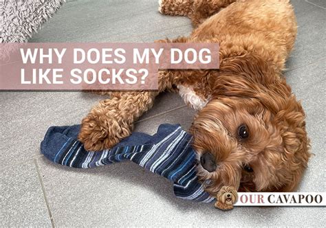 Why Does My Dog Guard Socks