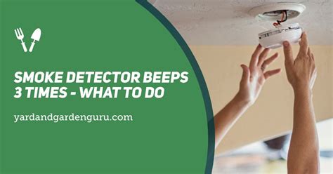 Why Does My Dog Hate Beeps