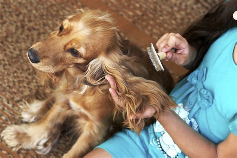 Why Does My Dog Hate Getting Brushed