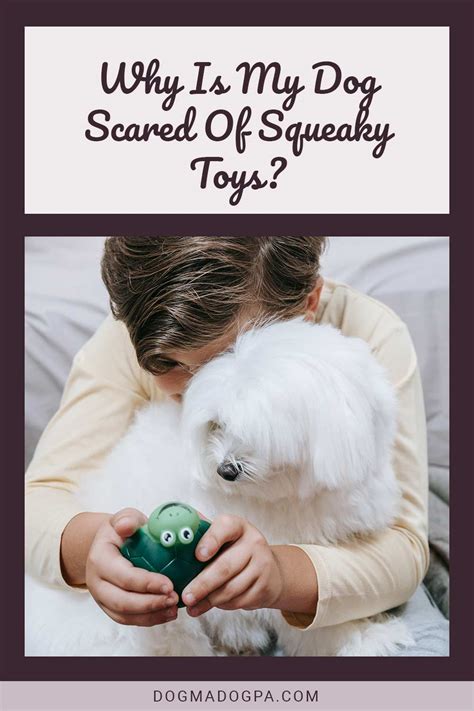 Why Does My Dog Hate Squeaky Toys