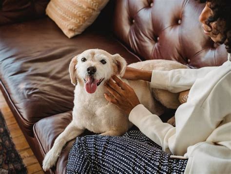 Why Does My Dog Hide Behind Couch