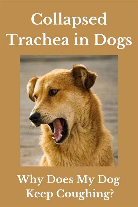 Why Does My Dog Keep Coughing