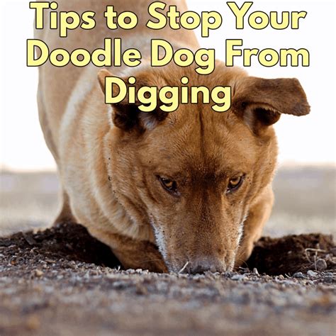 Why Does My Dog Keep Digging In The Bed