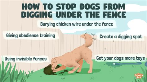 Why Does My Dog Keep Digging In The Same Spot